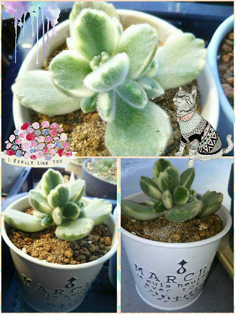 熊童子錦 記録 其の①｜🍀GreenSnap（グリーンスナップ）