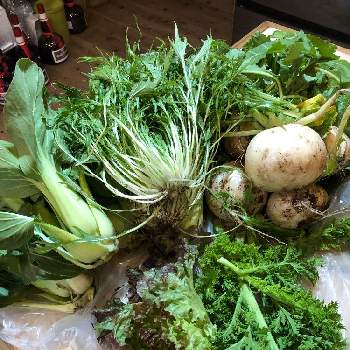 レタス,青梗菜,水菜,わさびな,蕪、の画像