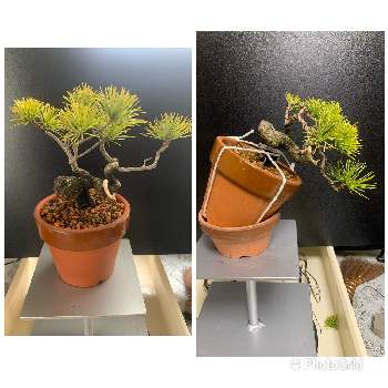 石付き盆栽の投稿画像一覧 Greensnap グリーンスナップ 石付き盆栽の投稿画像一覧 Greensnap グリーンスナップ