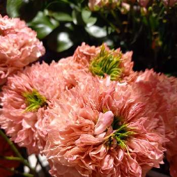 日比谷花壇の画像 by ななみんさん | お出かけ先とオールフォーキュートとばらと日比谷花壇と美しいと月曜日にビタミンカラー