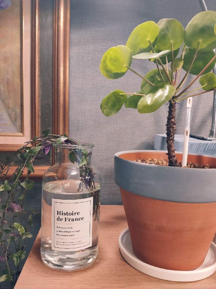 ピレア ペペロミオイデスの投稿画像 By Knさん ブライダルベールと部屋と観葉植物と鉢植えと花のある暮らしとみどりのある暮らしと観葉植物と鉢植えと花のある暮らしとみどりのある暮らし 22月2月14日 Greensnap グリーンスナップ Greensnap グリーン ピレア ペペロミオイデスの投稿画像 By Knさん ブライダルベールと部屋と観葉植物と鉢植えと花のある暮らしとみどりのある暮らしと観葉植物と鉢植えと花のある暮らしとみどりのある暮らし 22月2月14日 Greensnap グリーンスナップ Greensnap グリーン