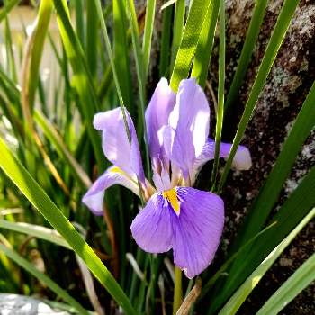 カンアヤメの投稿画像一覧 Greensnap グリーンスナップ