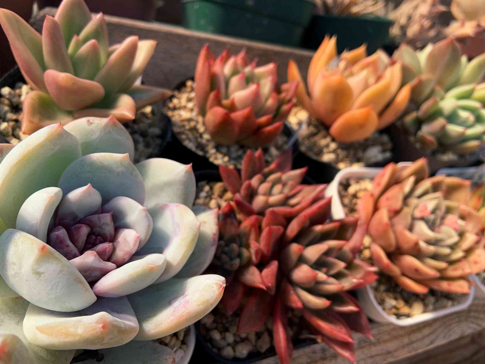 象牙スペシャルの一覧｜🍀GreenSnap（グリーンスナップ）