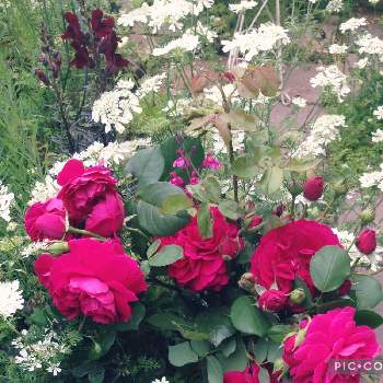 過去の写真の画像 by りーやさん | 小さな庭と過去の写真とオルレア♡とキンギョソウ♪とばら バラ 薔薇と赤いバラ