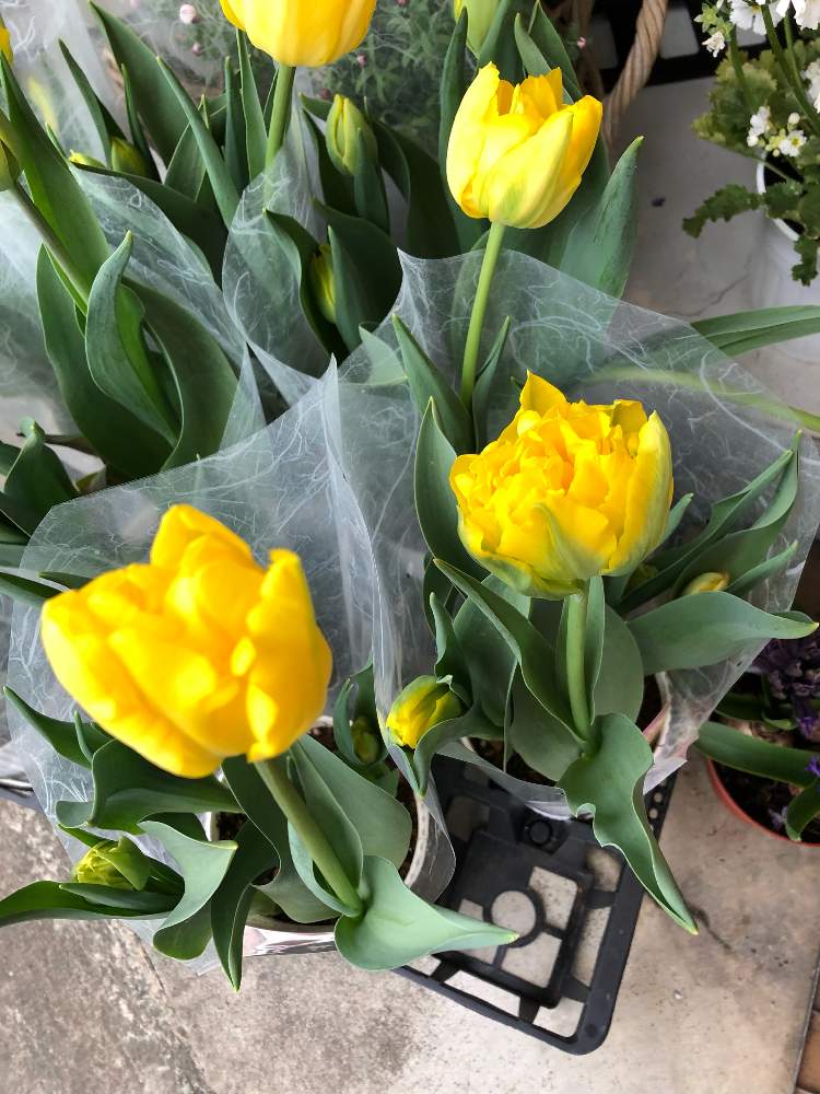 お花屋さんの投稿画像 By Coco さん 散歩してと チューリップと春が待ち遠しいとお花屋さんと散歩してと チューリップと春が待ち遠しい 22月2月15日 Greensnap グリーンスナップ Greensnap グリーンスナップ