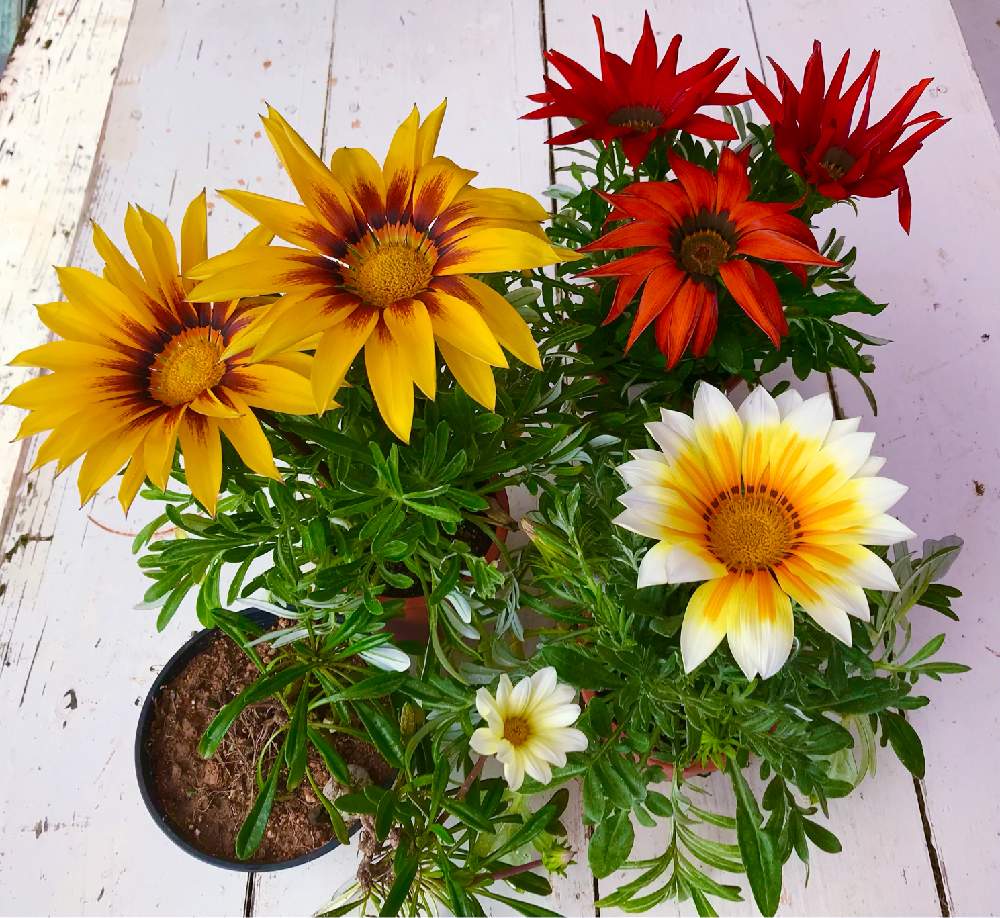 大輪ガザニアの投稿画像 By Gtyさん 観葉植物と亜熱帯 熱帯植物とsdgsと沖縄とガーデニングと四季の花と小さな庭と観葉植物と亜熱帯 熱帯植物 とsdgsと沖縄とガーデニングと四季の花 22月2月15日 Greensnap グリーンスナップ Greensnap グリーンスナップ