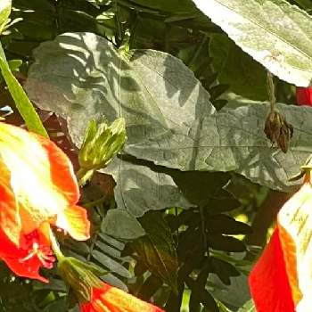 アオイ科の画像 by まあみさん | お出かけ先とウナズキヒメフヨウとアオイ科と美しいと綺麗と赤い花と新宿御苑温室と可愛いと真っ赤な火曜日