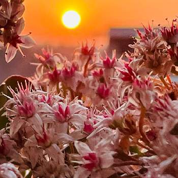 朝陽…の画像 by レモン茶さん | バルコニー/ベランダと金のなる木と桜花月とお日様とと光る雲とクラッスラ属とピンク❤︎ピンクと日の出と朝陽のシルエットと朝陽…と朝焼けと東の空
