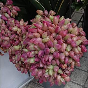 ハカラメの花の一覧 Greensnap グリーンスナップ