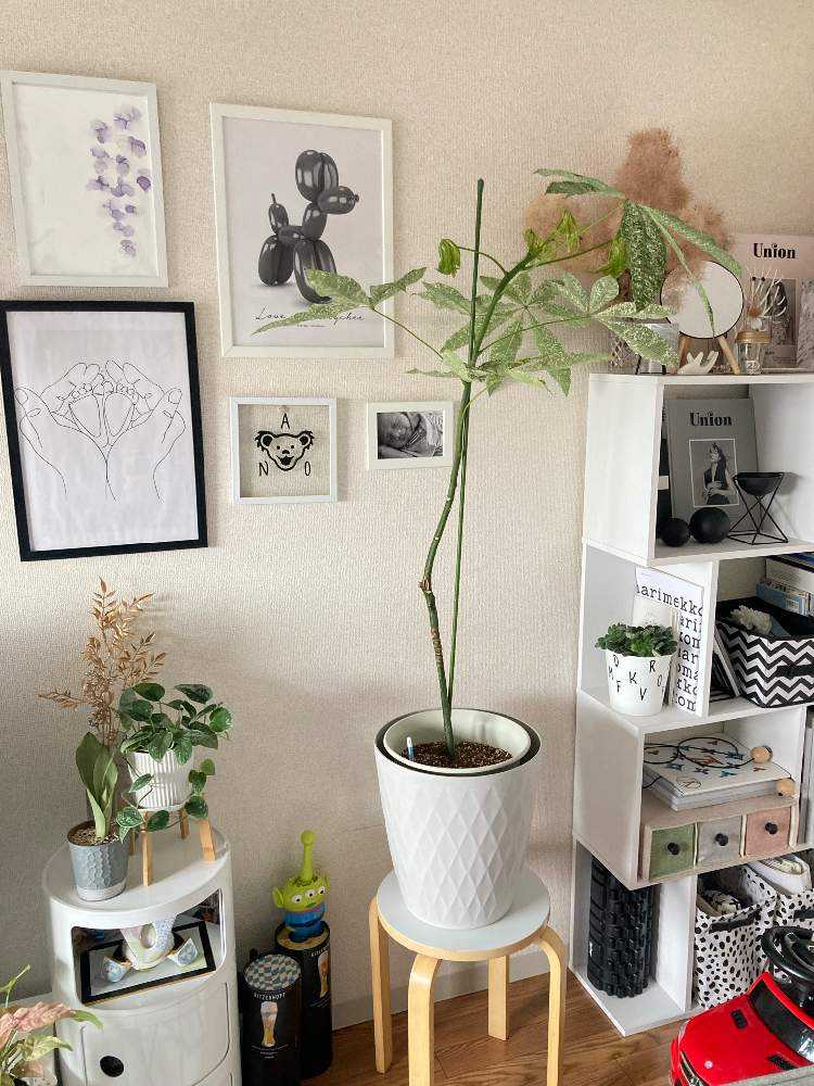 波瀾万丈】パキラミルキーウェイの記録｜🍀GreenSnap（グリーンスナップ）