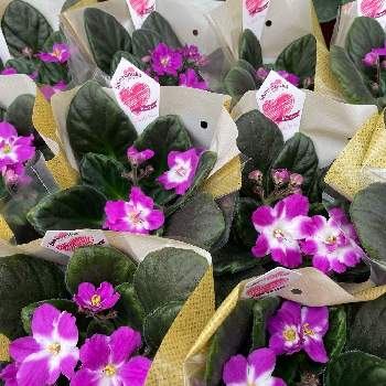 FlowerBizの画像 by 農事組合法人 ロイヤルグリーンさん | 部屋とセントポーリアと花自慢とおうち園芸と今日の一枚とFlowerBizと花のある暮らしと咲いた！