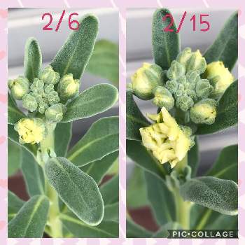 ダイソーの種の投稿画像一覧 Greensnap グリーンスナップ