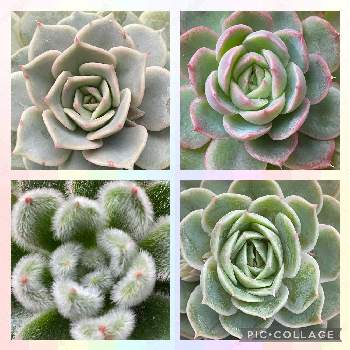 エケベリア プリメラの投稿画像一覧 Greensnap グリーンスナップ