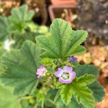 おかのりの投稿画像一覧 Greensnap グリーンスナップ おかのりの投稿画像一覧 Greensnap グリーンスナップ