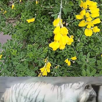 動物ネタの投稿画像一覧 Greensnap グリーンスナップ