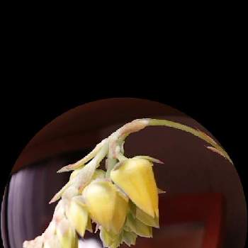 多肉植物の蕾の画像 by ゆゆさん | 棚とエケベリア  クリスマスイブと多肉植物の蕾