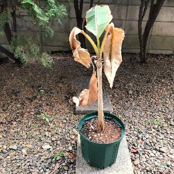 バナナの仲間の投稿画像一覧 Greensnap グリーンスナップ