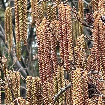 ハンノキ属の投稿画像一覧 Greensnap グリーンスナップ ハンノキ属の投稿画像一覧 Greensnap グリーンスナップ