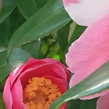 椿の花❤️の画像 by 薔薇姫さん | 小さな庭と椿 （つばき）と#つばきとピンクの花と椿の花♪とつばき.と庭の椿とYukoさんのピンクワールドへようこそとつばきの花と椿　つばき　ツバキと椿のお花とピンク大好きとピンクの椿と椿の栽培とつばきどうこうかいとつばきどうこうかい☆彡と我が家の椿と椿の花。と椿の花❤️とチーム福岡と魅惑の椿☆と椿・つばき咲く春