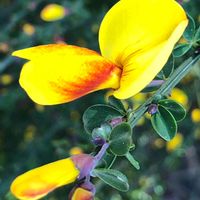 エニシダ,ホオベニエニシダ,黄色い花,ありがとう♡,今日のお花の画像