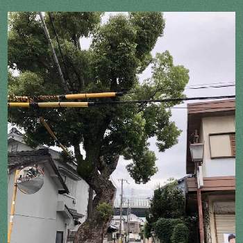 くすのき クスノキ 楠の画像 by ゆいさん | お出かけ先とくすのき クスノキ 楠と花木とiPhone撮影