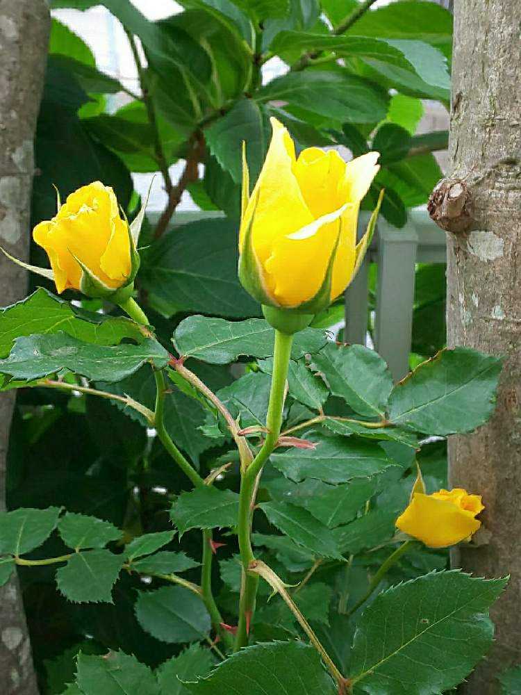 我が家のバラ🌹｜🍀GreenSnap（グリーンスナップ）