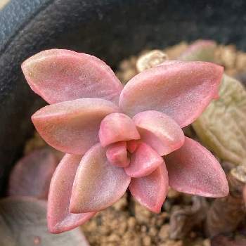 新作モデル 現品 隠蓑 カクレミノ 樹高1 8ｍ 根鉢含まず 05 隠れ蓑 苗木 植木 植物 観葉植物 インテリア 住まい 小物 11 6 Www Dawajen Bh