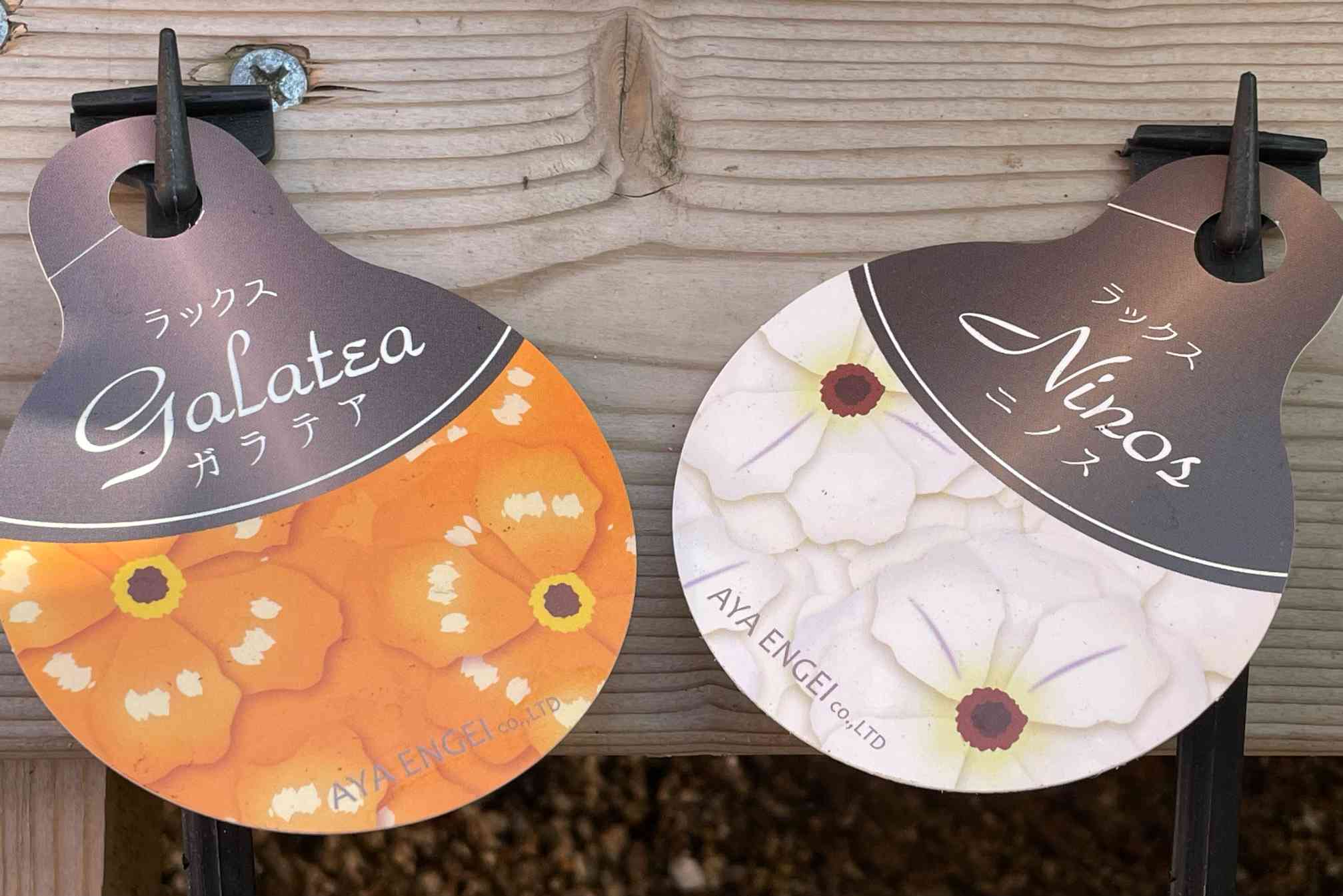 ラナンキュラス ラックスさんを育てよう🌼 〜4年め (R7.12/4 分