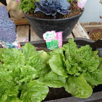 サンチュの投稿画像一覧 Greensnap グリーンスナップ