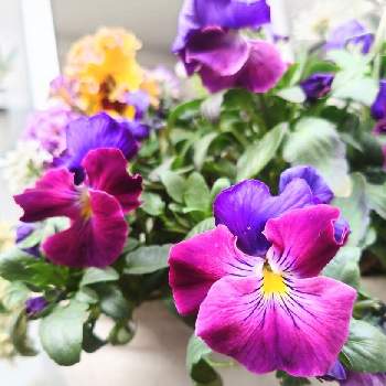 紫系の画像 by ちさとさん | むらさきと寄せ植えとはなのある暮らしと寄植えと紫系とトロピカルな花ときれいな色と南国風と見元のビオラとガーデニングと色あざやかと見元園芸と大好きビオラとチーム・ブルー No.131と(祝)チーム・ブルー2周年と青い春の花マニアと青い寄せ植えマニアとガラスの花瓶と青い花マニアとチーム・ブルー