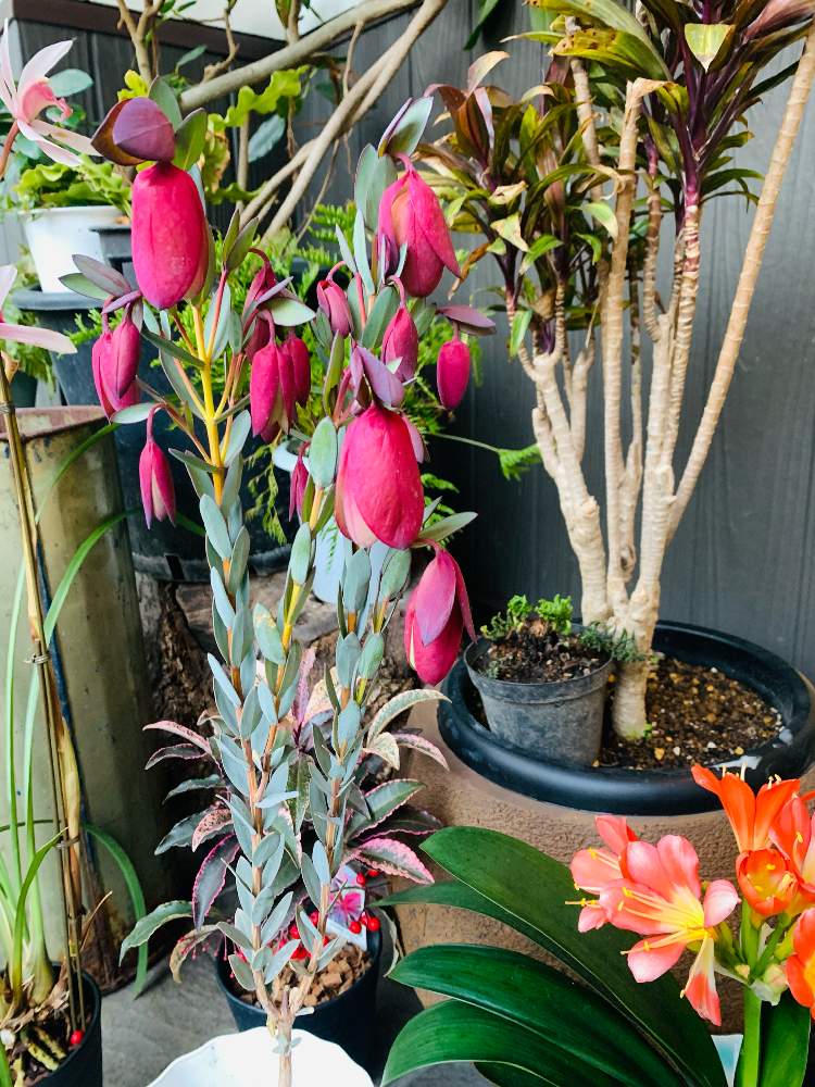 ピメレア ピソディスの投稿画像 By Ysmさん 22月2月15日 Greensnap グリーンスナップ Greensnap グリーンスナップ ピメレア ピソディスの投稿画像 By Ysmさん 22月2月15日 Greensnap グリーンスナップ Greensnap グリーンスナップ