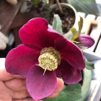 クリスマスローズ赤一重の投稿画像一覧 Greensnap グリーンスナップ