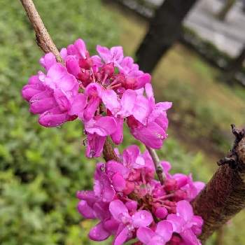 花蘇芳の投稿画像一覧 Greensnap グリーンスナップ