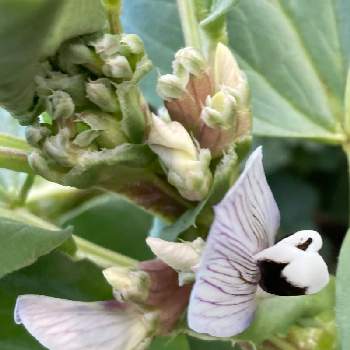 そら豆の投稿画像一覧 Greensnap グリーンスナップ