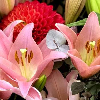 テッポウユリ（鉄砲百合）の画像 by ハナコさん | お出かけ先とテッポウユリ（鉄砲百合）とピンクのお花と神戸さんちか