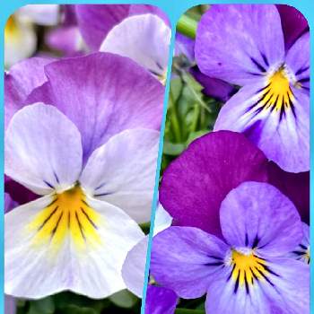 プレミアムビオラDJの画像 by Rikiさん | ビオラDJとビオラ・パンジーとビオラ♡と可愛い花とプレミアムビオラDJと大好きビオラ