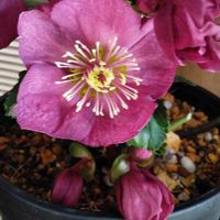 クリスマスローズ氷の薔薇・レッド,クリスマス,鉢植え,記録,出逢いに感謝の画像