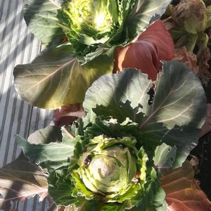 キャベツ,みさきキャベツ,プランター菜園,ベランダ菜園,バルコニー/ベランダの画像