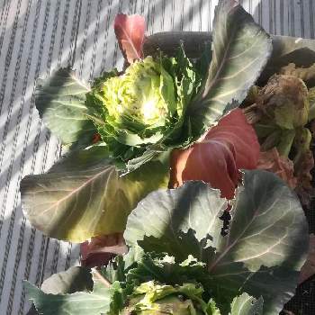 ミニトマトの画像