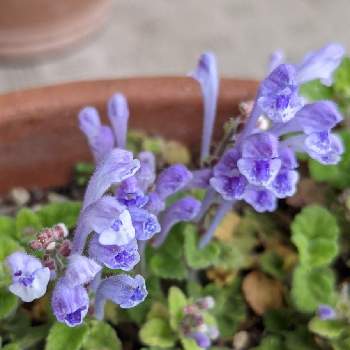 芸能人愛用 タツナミソウ 紫の花 植物 観葉植物 Designcomfort Shoes Com