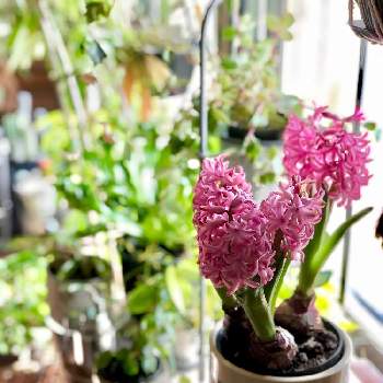 ヒヤシンス ピンクパールの投稿画像一覧 Greensnap グリーンスナップ