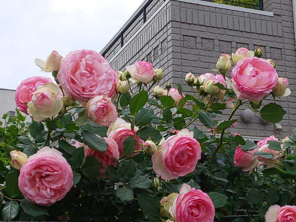 才のバラ 我が家のバラ🌹｜🍀GreenSnap（グリーンスナップ）
