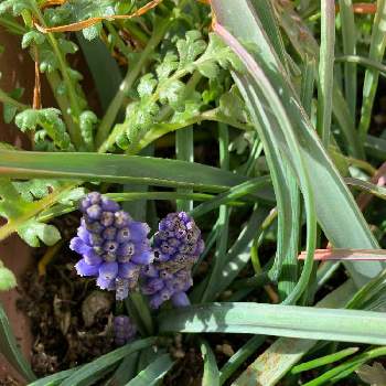 種から育てるの投稿画像一覧 Greensnap グリーンスナップ