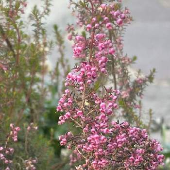 淡雪エリカの投稿画像一覧 Greensnap グリーンスナップ