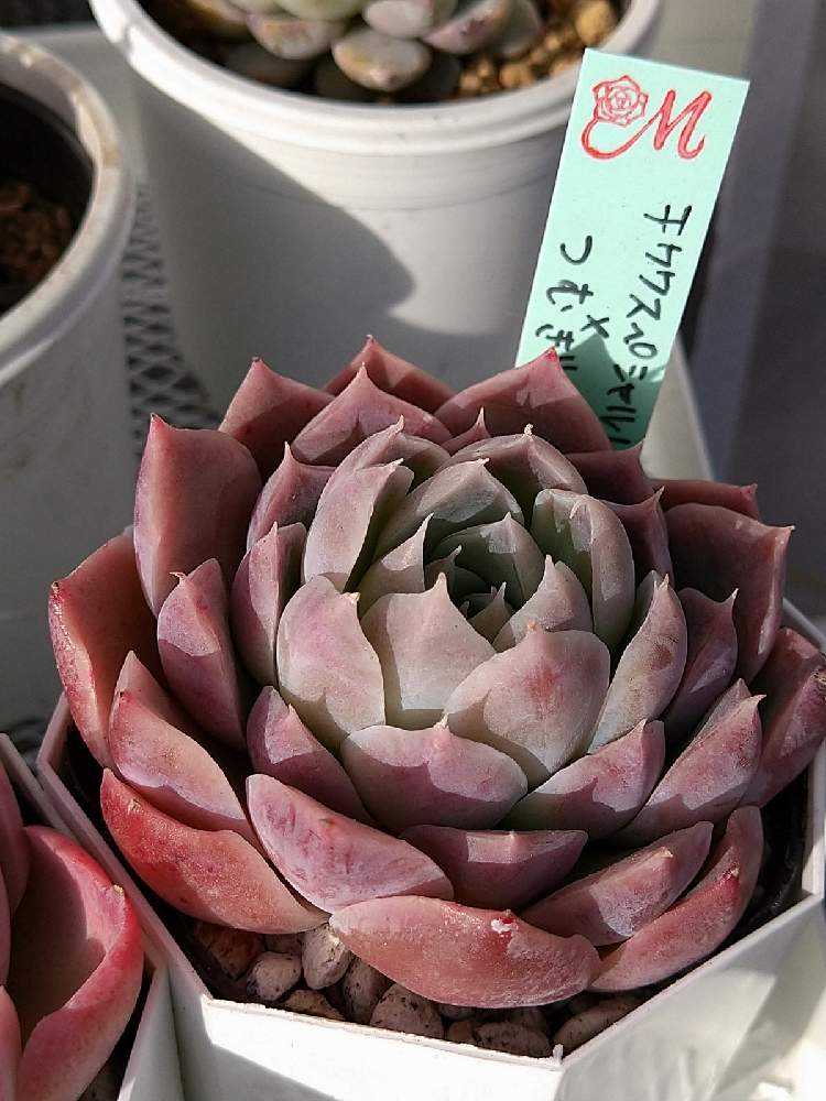 札付き】Ｍiyaさん苗 つむぎ×ヒアリナ 多肉植物 エケベリア+airdf