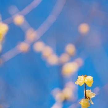 蝋梅の花の画像 by zutchyさん | お出かけ先とGreenSnapmarcheと花のある暮らしと府中郷土の森博物館とGREEN UP!と蝋梅の花