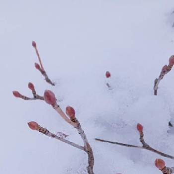 冬模様の画像 by ビオラさん | ドウダンツツジ*と冬模様とお家園芸と和中庭