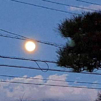 松の木の画像 by 秋草さん | 広い庭とマツと松の木と夜空を眺める会と空✽とマツ✽と月✽と雲仲間