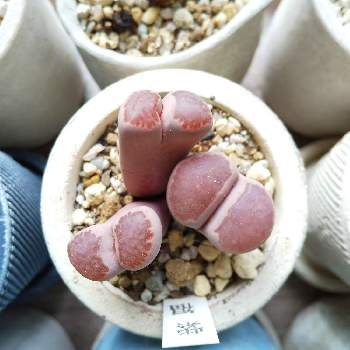 紫福来玉の投稿画像一覧 Greensnap グリーンスナップ