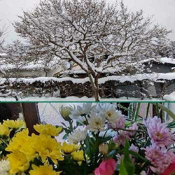 きくの画像 by 折り姫さん | 窓辺ときくと柿の木とアルストロメリアと田舎暮らしと雪景色と花いろいろとそらと花のある暮らしと楽しい田舎暮らし